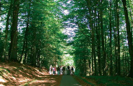 Cykelsti i b�geskov