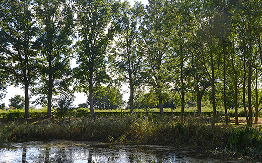 Hegn i Gerlevparken. Foto: Leif Bolding