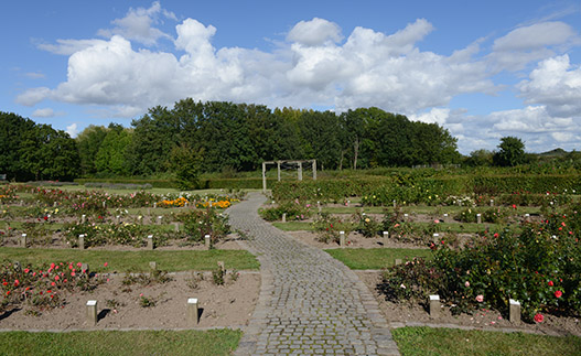 Rosenbede i Gerlevparken. Foto: Leif Bolding Rosenbede i Gerlevparken. Foto: Leif Bolding
